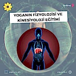 Yoganın Fizyolojisi ve Kinesiyoloji Eğitimi